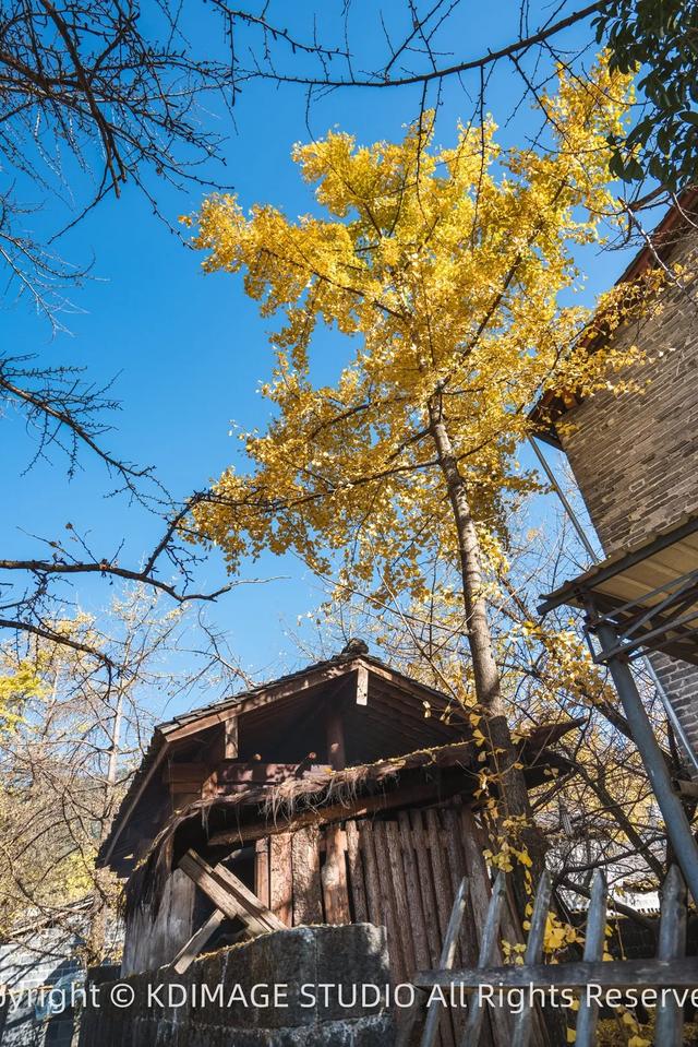 我愿称腾冲为秋季的天花板！银杏、温泉、古镇，来过的人都不想走