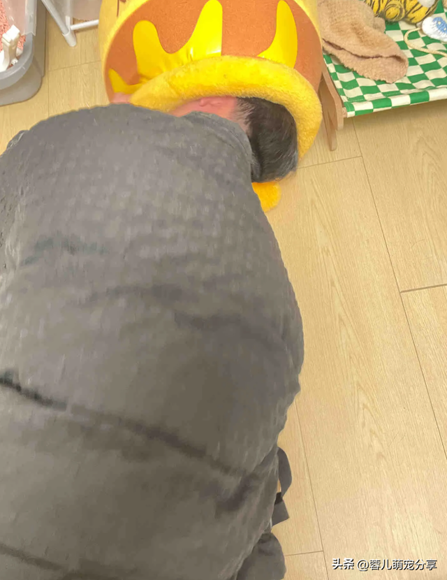 男子吐槽老婆是为了猫才和他结婚的，本来不信，结果哈哈笑喷了！