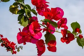 河南小姐姐太厉害，她的三角梅成了“艺术品”，网友：成精了图片