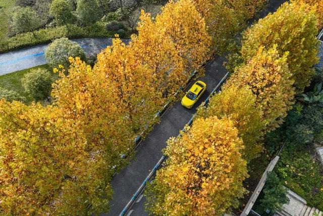 轨道直达！重庆“顶流”梧桐大道已经美到next level了！