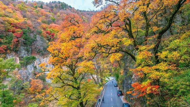 神农架秋色终极指南：这样玩，从入门到精通！