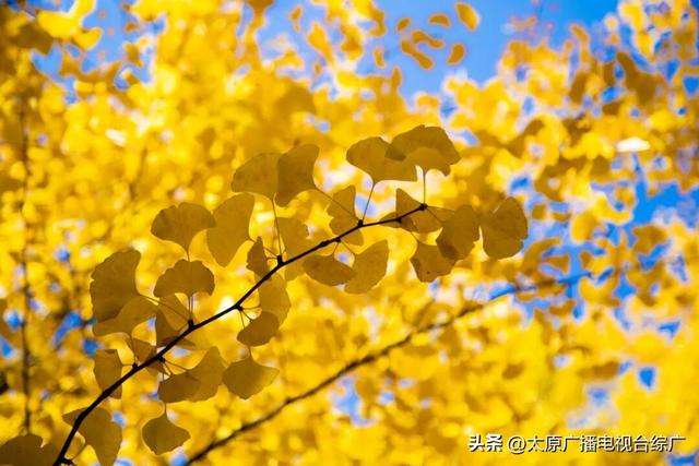 寻迹尖草坪丨初冬限定！这6处绝美风景，再不去真的要等一年！