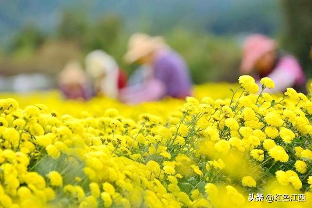 硒土菊黄，明月山的金色情书