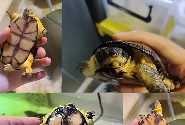 严禁入境后果严重！两女子在紧身裤内藏68只，被广东海关查获