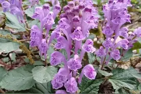 韩信草，因人而得名，有用且好看；其实，学名叫半枝莲图片