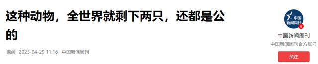 全球只剩2只了！还全都是公的，“中国神兽”该如何进行有效繁殖