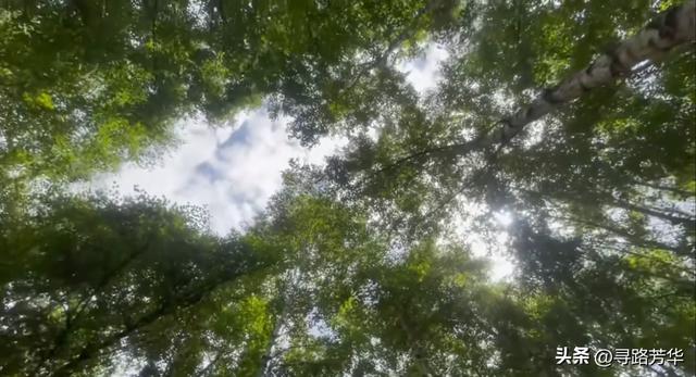 在康乐白桦林的木栈道上，闲话退休生活