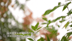 邯郸，你别太好逛了！