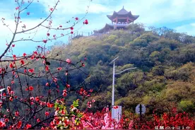山花烂漫，大美中站——赵庄图片