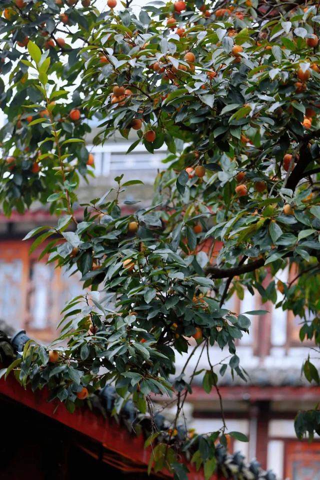 就这一口柿子，盼到冬天了！