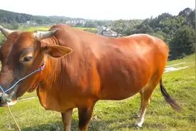 回族不吃猪肉，满族不吃狗肉，汉族人忌口什么肉？原来是这个！图片