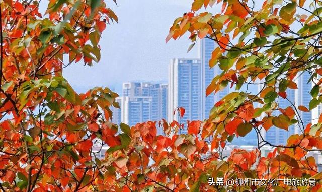 悬崖之上，红韵沸腾！雀儿山进入高光时刻