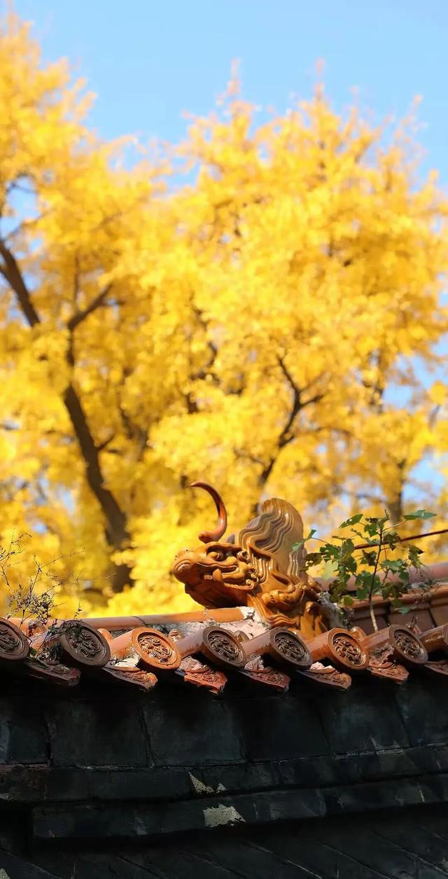 此刻的临沂，把清欢藏进风景里