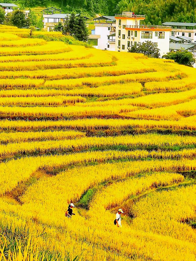 清远深秋十大免费打卡地，邂逅岭南最美金黄秘境！