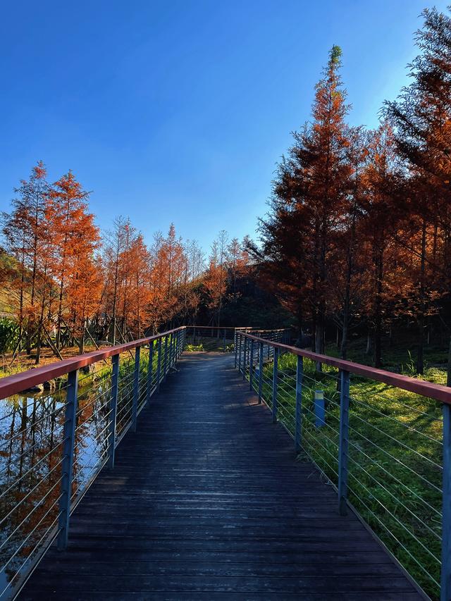 【初冬打卡指南】都匀绿博园“限定红杉雾镜”上线！