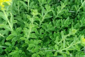 吃了心脏好，这植物俗称“养心菜”，10元1斤，遇到别错过了！图片