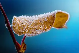 节气丨霜降今年已薄霜，菊花开亦及重阳图片