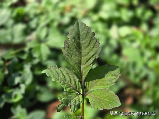 非凡价格 非凡体验 华为Mate XT体验 2万块和Z Fold6打的有来有回