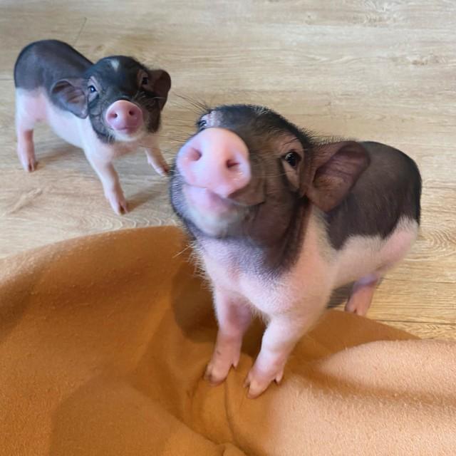 猪，和谁一起，一辈子都是“富贵命”，天生一对，晚年不离不弃！