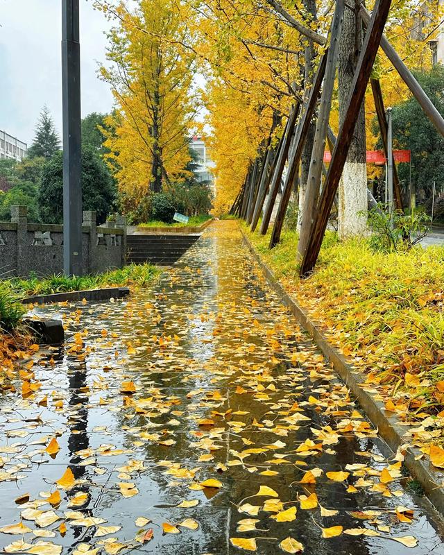 请再欣赏一下这最美的秋天