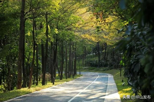 骑遇坪山① | 宝藏“高颜值”骑行线,拍出森系大片刷爆朋友圈