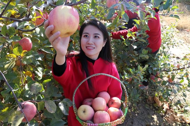 “‘枣’想遇见你”滨州“枣”味采摘路线 | 沾化冬枣、苹果、葡萄……来滨州，为你的假期“加buff”