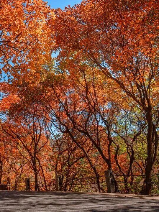 这样的济南，第一次见！