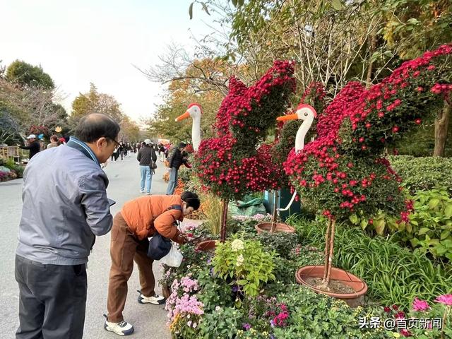 从菊展到农文旅，青岛“菊经济”生态正当时