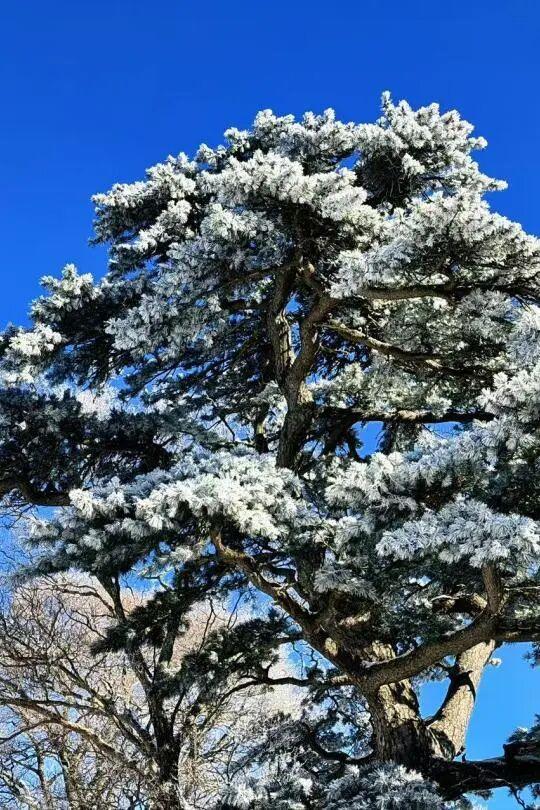 雪遇华山・福利就位｜这份优惠指南别错过