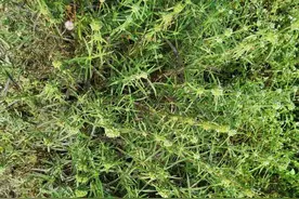 杂草总是打不完？用草甘膦，还是草铵膦？千万别乱用，用对才有效图片