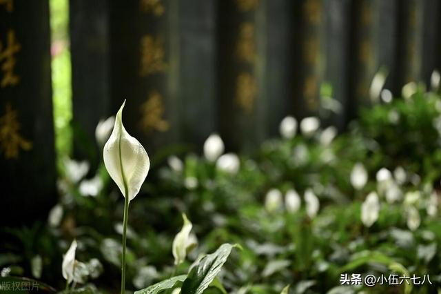 白掌（一帆风顺）养护指南：让吉祥植物常伴好运