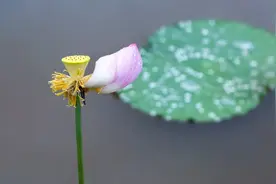 历史上最高水平40首诗词美文（附点评），第一名是他图片