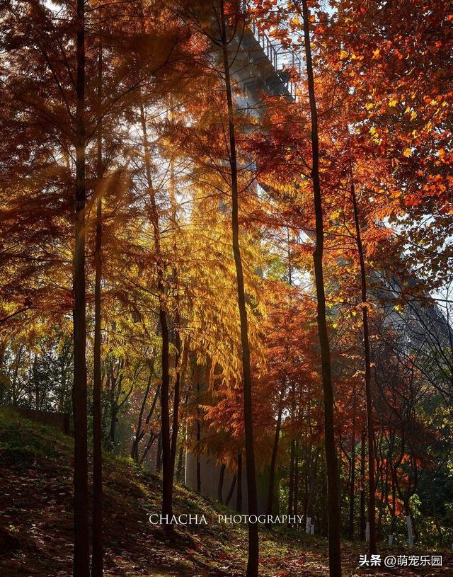 秋风一吹武汉就美成诗，戴家湖公园如水墨画，我脚步慢心也静了