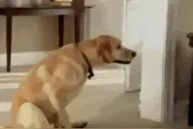 48岁养狗人含泪忠告：当狗狗出现这7个异常行为，可能是求救信号图片