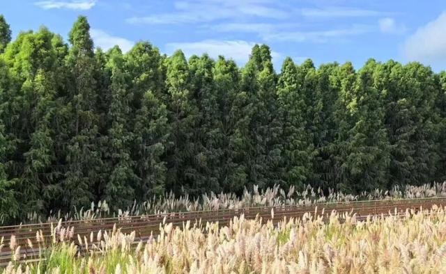 刷爆朋友圈的昆明蒲苇，原来都藏在昆明这些地方~