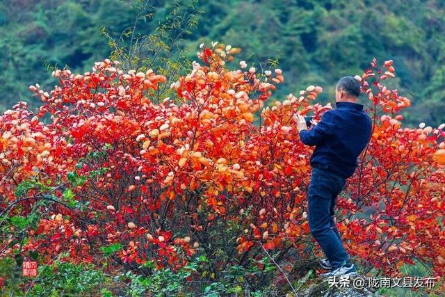 醉美文县：秋色斑斓大岭梁