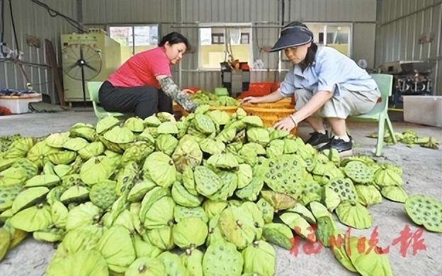 连江朱公村：“朱莲碧荷”迸发新活力