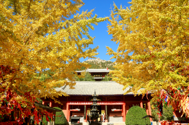 错过了？还有！石岛赏银杏真的有“后悔药”