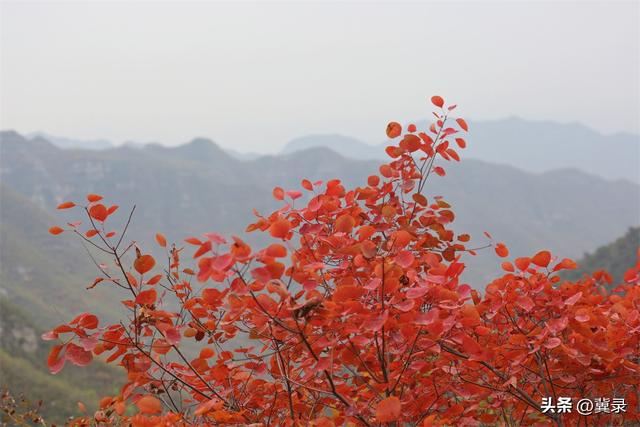 石家庄井陉：松树岭赏秋观红叶，漫山红遍层林尽染