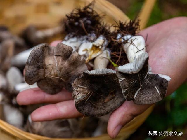 宝藏目的地！秋日来七彩森林采蘑菇，带娃敞开玩