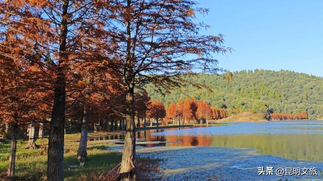 美！美美美！昆明超全水杉打卡地来袭！保姆级攻略快收藏，周末一定要冲~