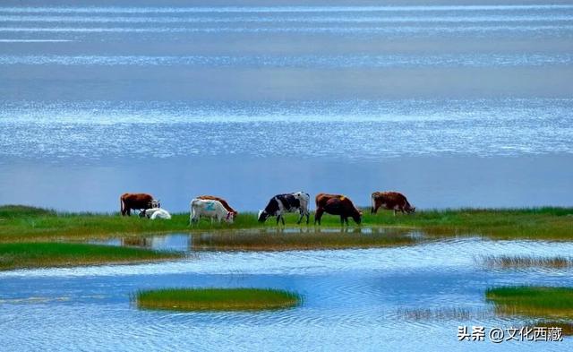 西藏，旅行天花板！2026年的最全玩法，就在这篇里→