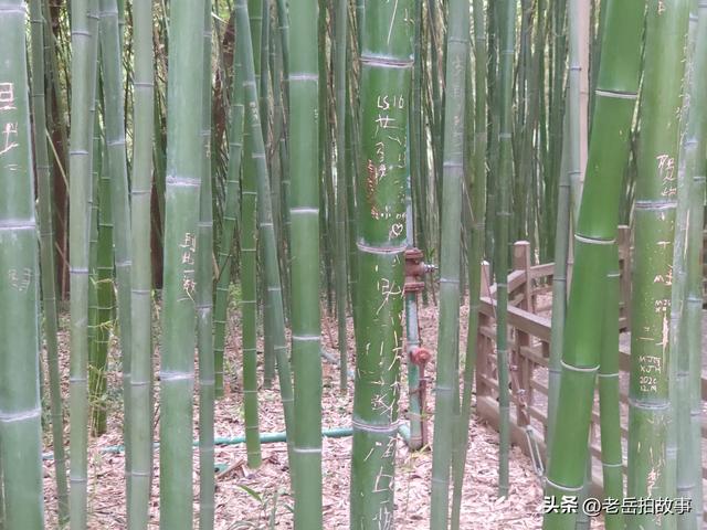 公园竹林里展现的是一些人的低素质，其行为与秀竹相比格格不入！