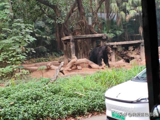 参观广州长隆野生动物园，全程感觉眼累手累腿不累