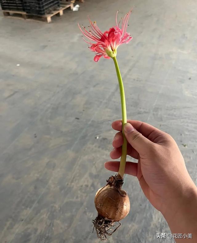 女子养了11年的花，马上就要开了，可惜因出差看不到了