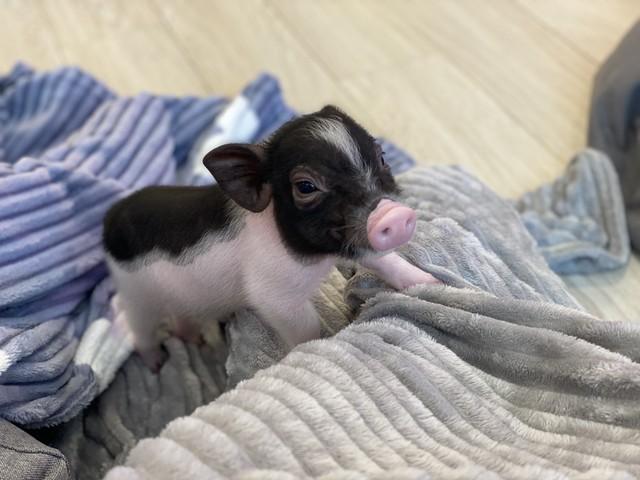 猪，和谁一起，一辈子都是“富贵命”，天生一对，晚年不离不弃！