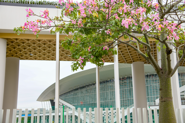 寻觅秋冬季粉色浪漫：深圳十个邂逅异木棉花开的地方