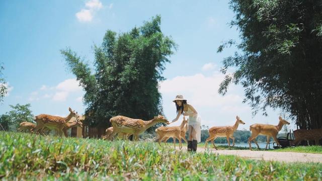 广州近郊新体验：马岭观花植物园打造“花海+萌宠”一站式畅玩地