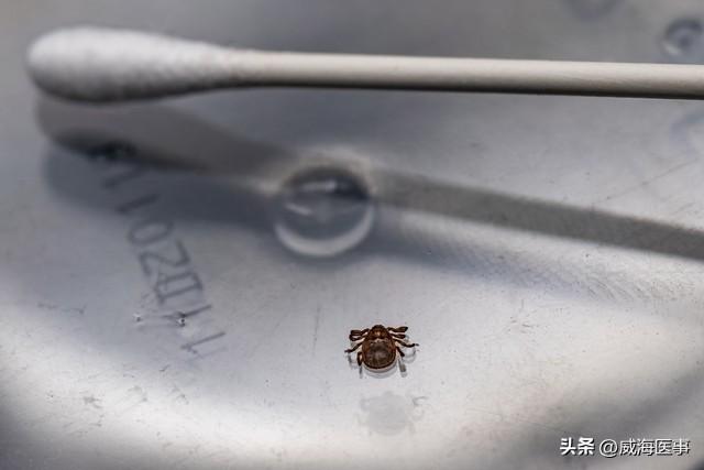威海很美，但快乐出行需要警惕这些危险的“隐形邻居”