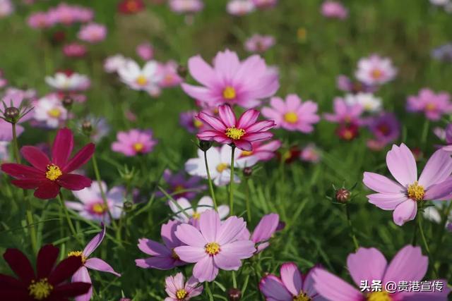 贵港这片格桑花海盛放，超出片！